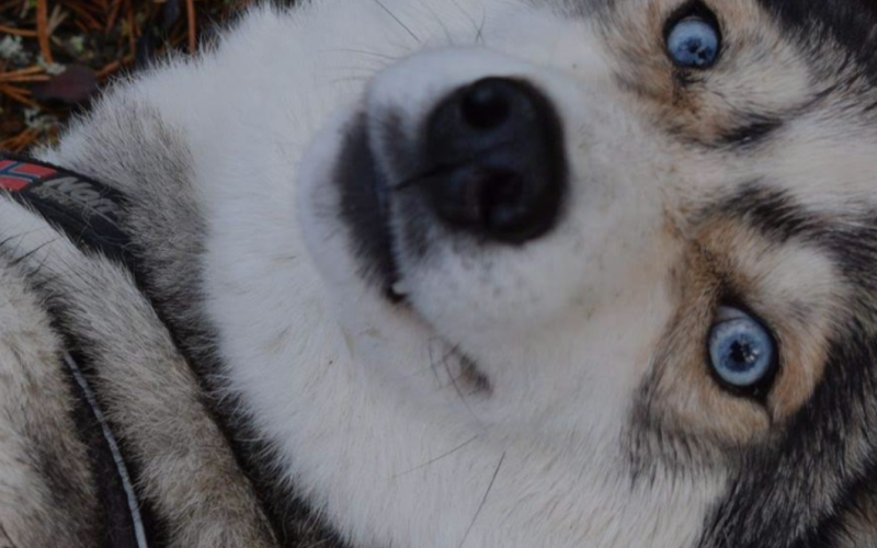 HUSKY HIKE & NATURE-Inari