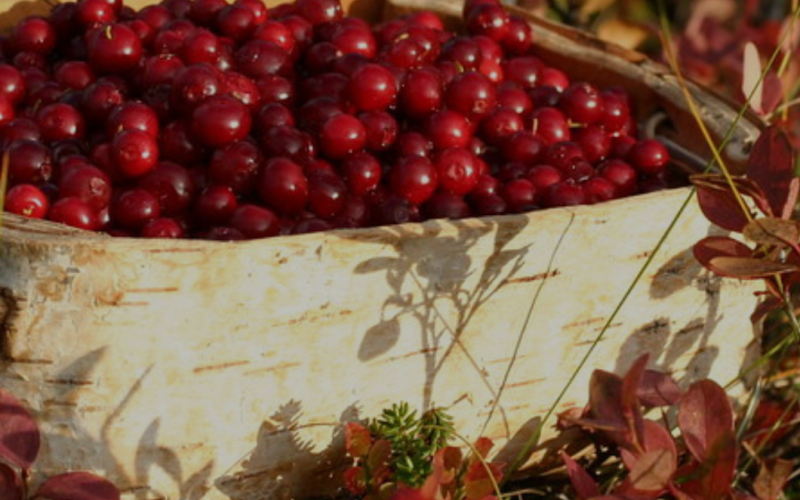 Berry & mushroom picking tour -Inari
