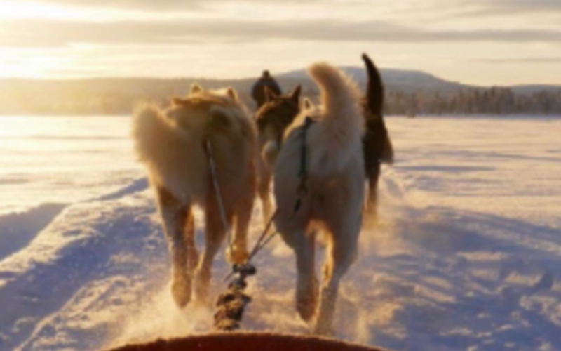 Snowmobile trip, Husky Safari, Snowshoeing -Inari