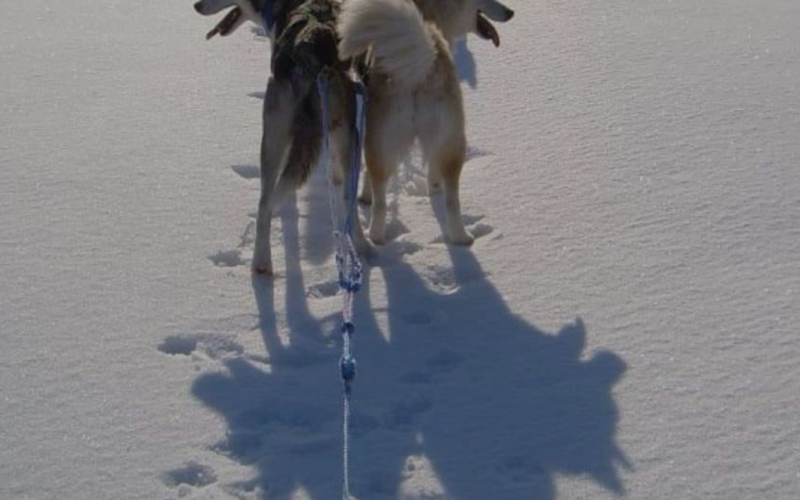 Husky safari