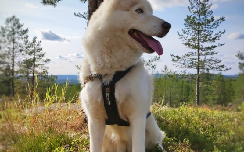 Can You Hear the Call of the Lapland Summer?