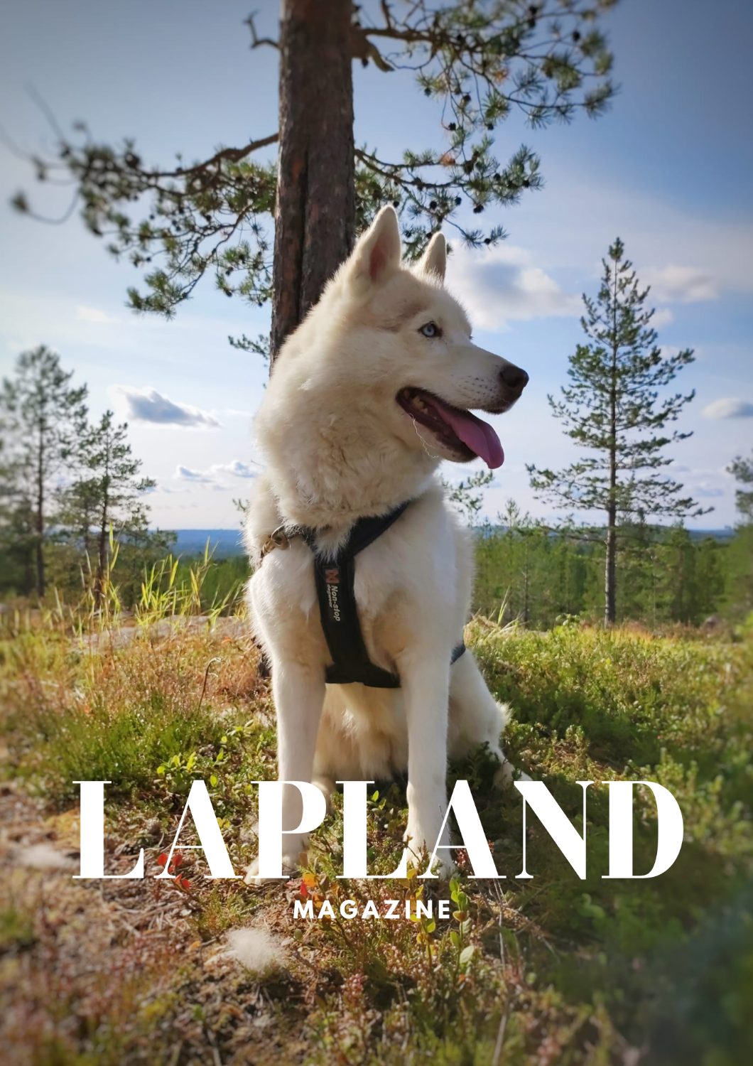 Can You Hear the Call of the Lapland Summer?