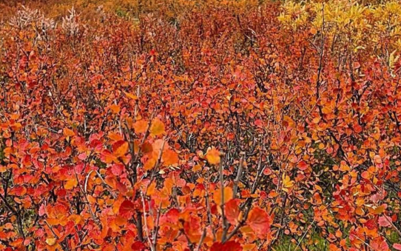 Autumn in Lapland-Kilpisjärvi 2026