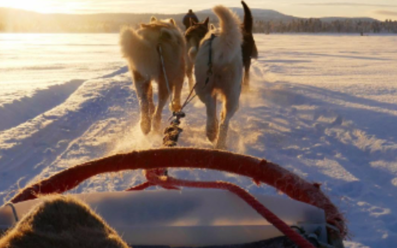 Inari-Snowmobile trip, Husky Safari, Snowshoeing, and so more...
