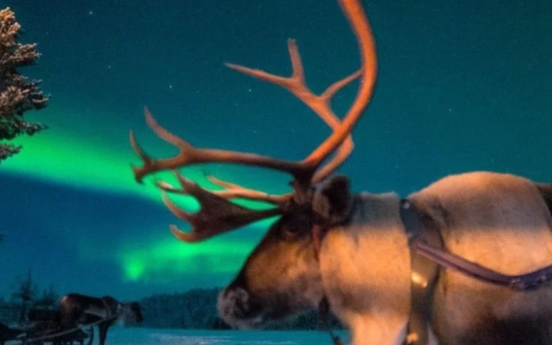 Authentic Eastern Lapland Calls